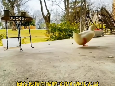 涡轮增鸭呀