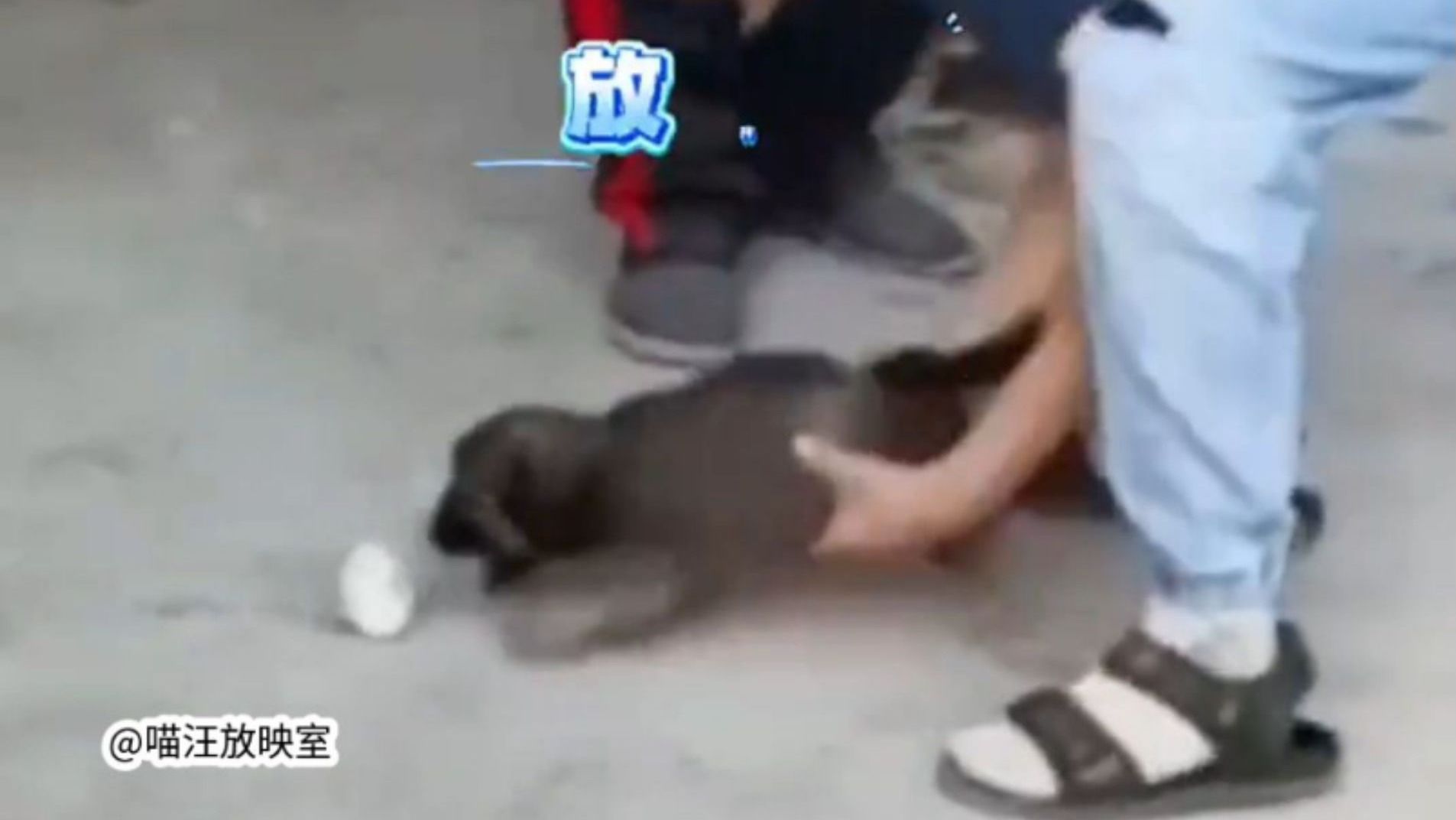 众所周知，掉在地上的东西都归小狗！