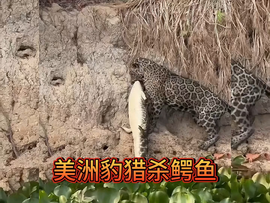 捕猎鳄鱼这方面美洲豹是专业的！
