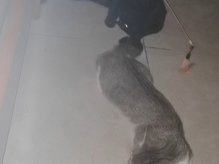 猫尾巴是天然逗猫棒