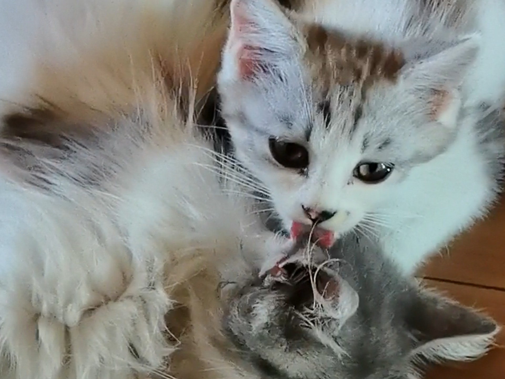 执行力最强的猫母子