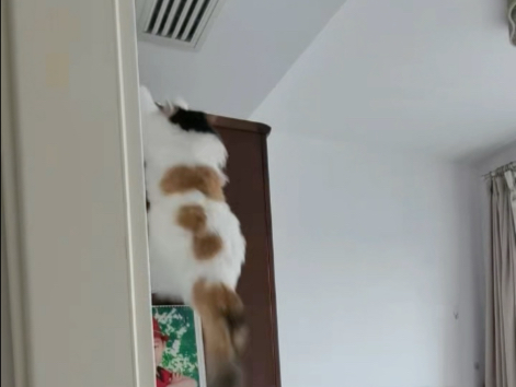 敏捷的胖猫