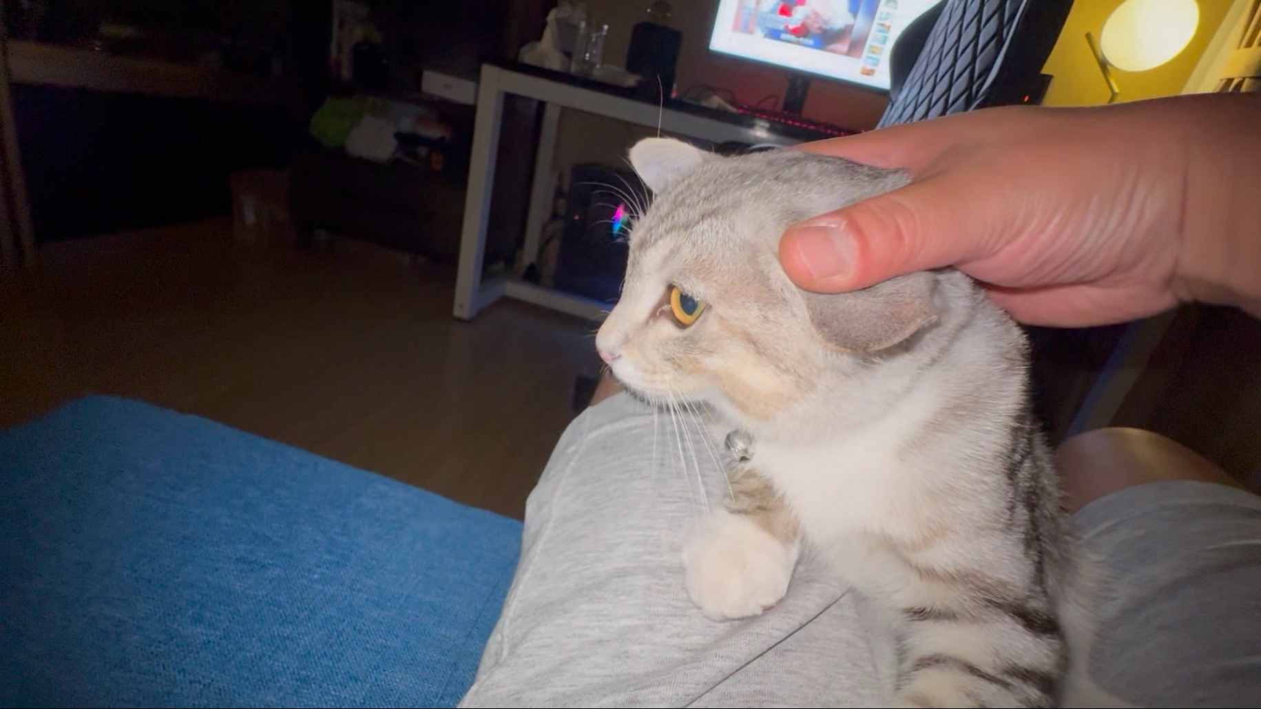 小猫咪铁锤成长记录！