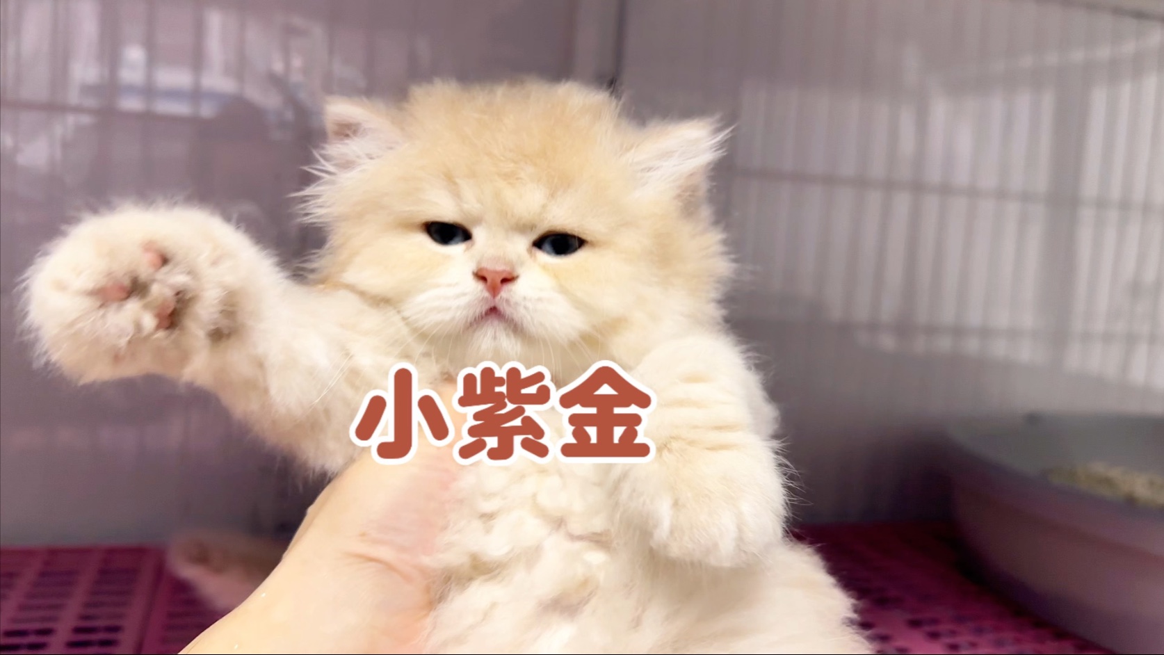三只长毛紫金寻找新家。