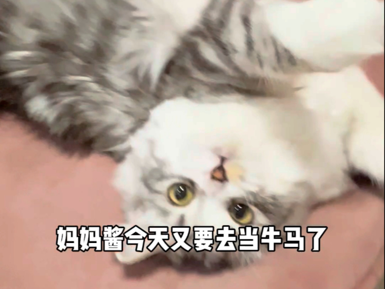 小猫咪在替我享受生活