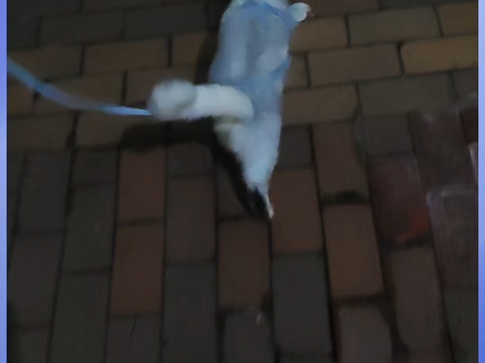 小狗猫，溜猫如遛狗