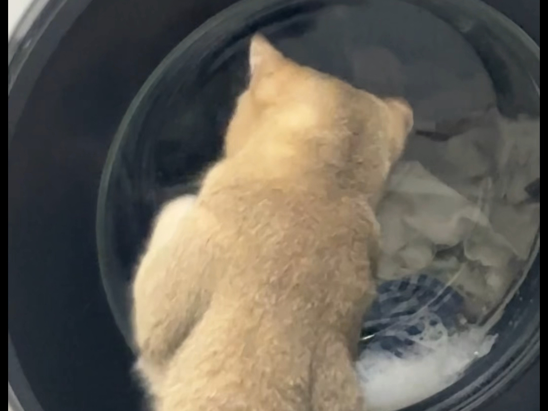 洗得起劲，辛苦了保洁猫