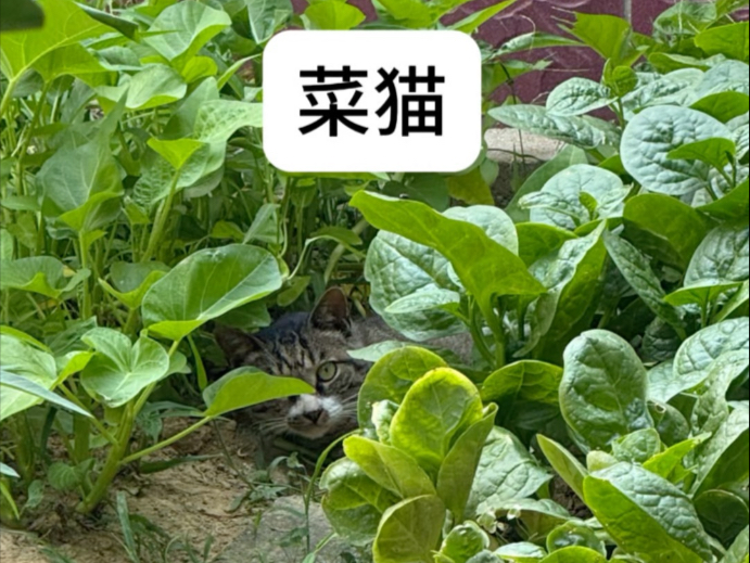 【胖狸日记】胖狸是一只菜猫