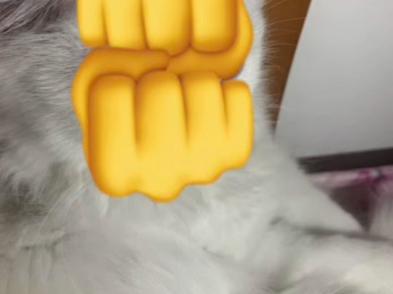 【自用】纯炫耀猫