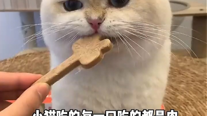 佩内特兔肉尝鲜礼包，萌宠好物新手养猫