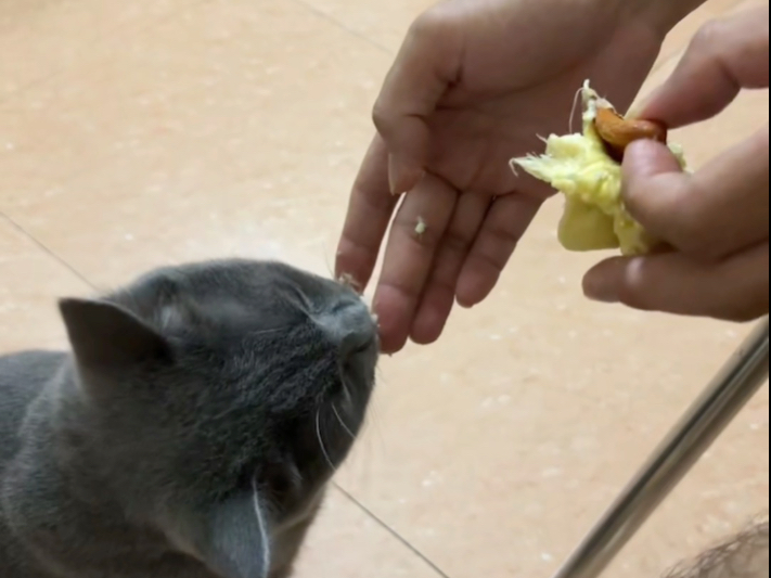 它真的很爱吃榴莲呀