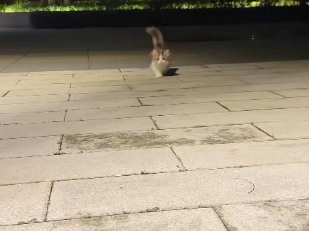 就这么竖着小天线 水灵灵地过来了 #三花猫 #小奶猫 #萌宠出