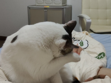小猫洗脸