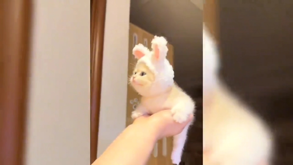 托举猫猫