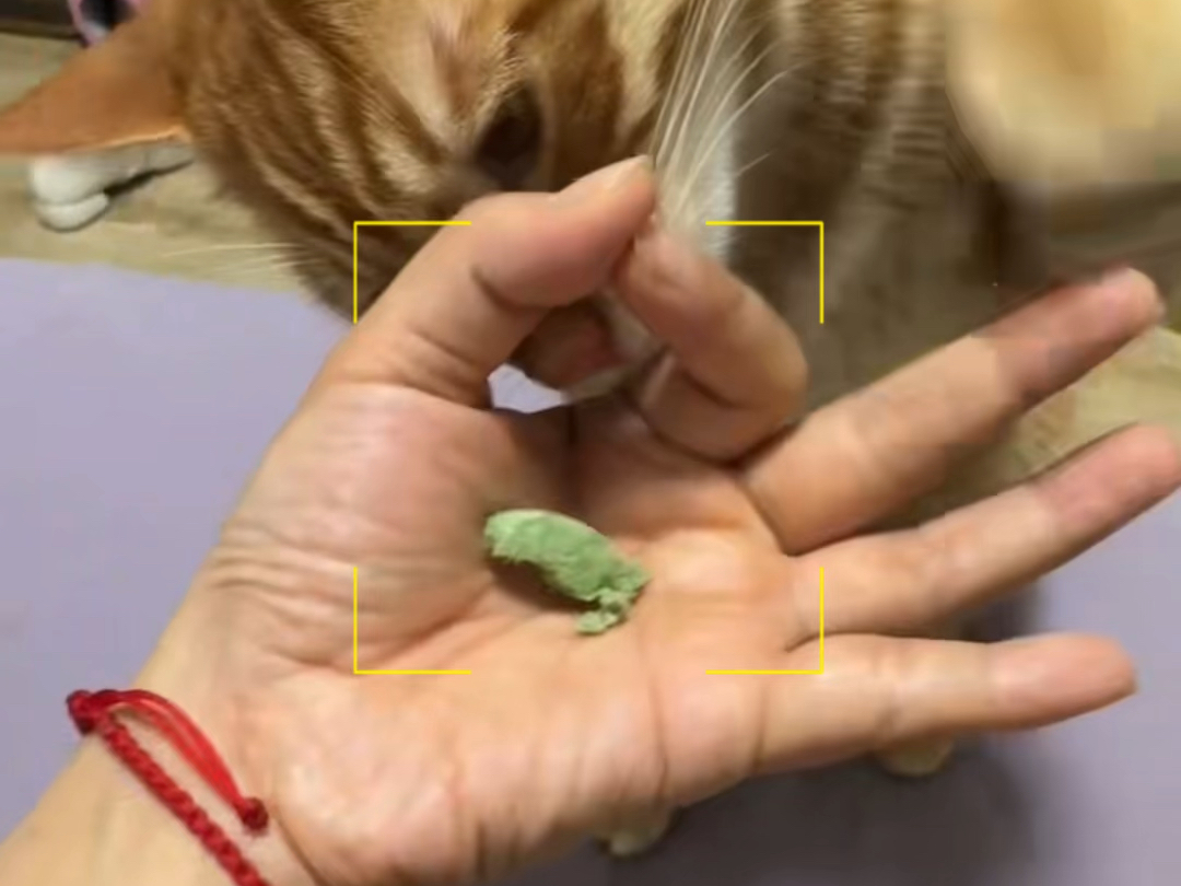 试了三次都成功，这是只聪明小猫