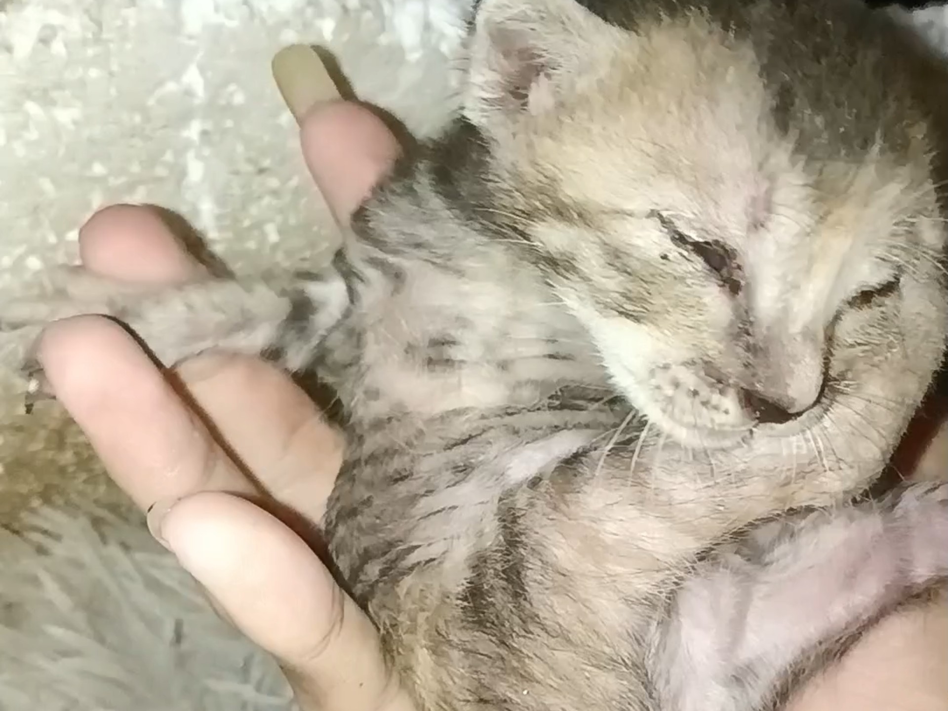 小猫生下来的第17天
