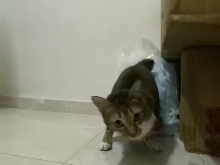 小恐龙突脸喵