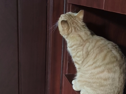 来看我的橘猪猪