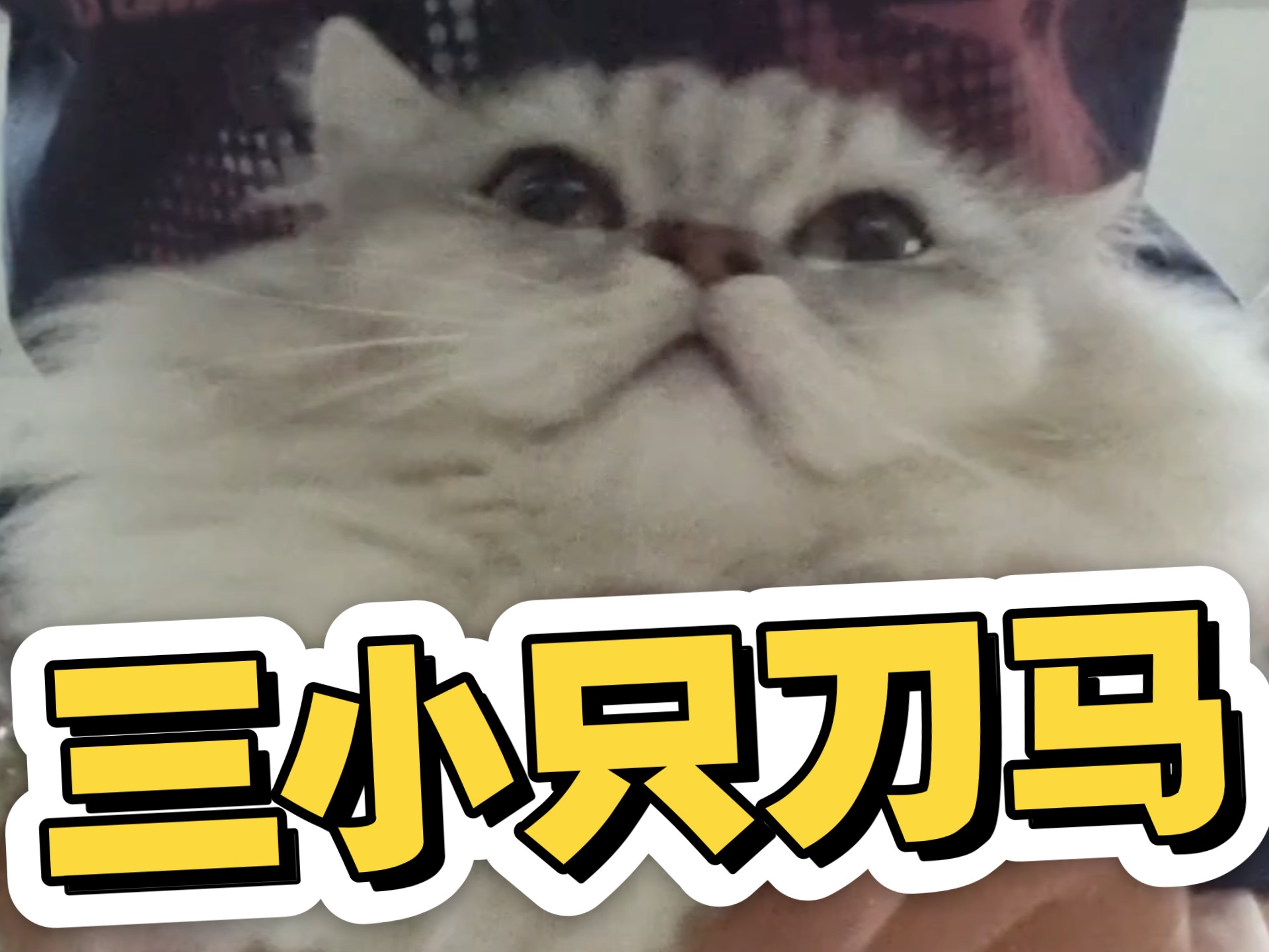 三小只刀马