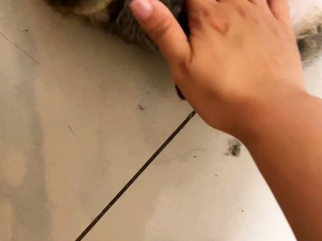 生日当天在楼道里捡到猫了，又漂亮又亲人，高兴地发了朋友圈却被