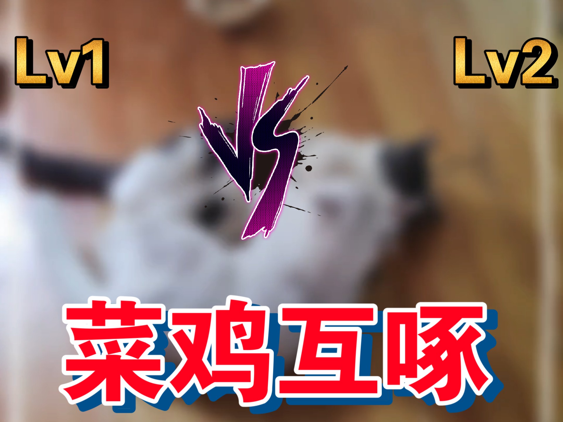 猫猫打架最可爱啦