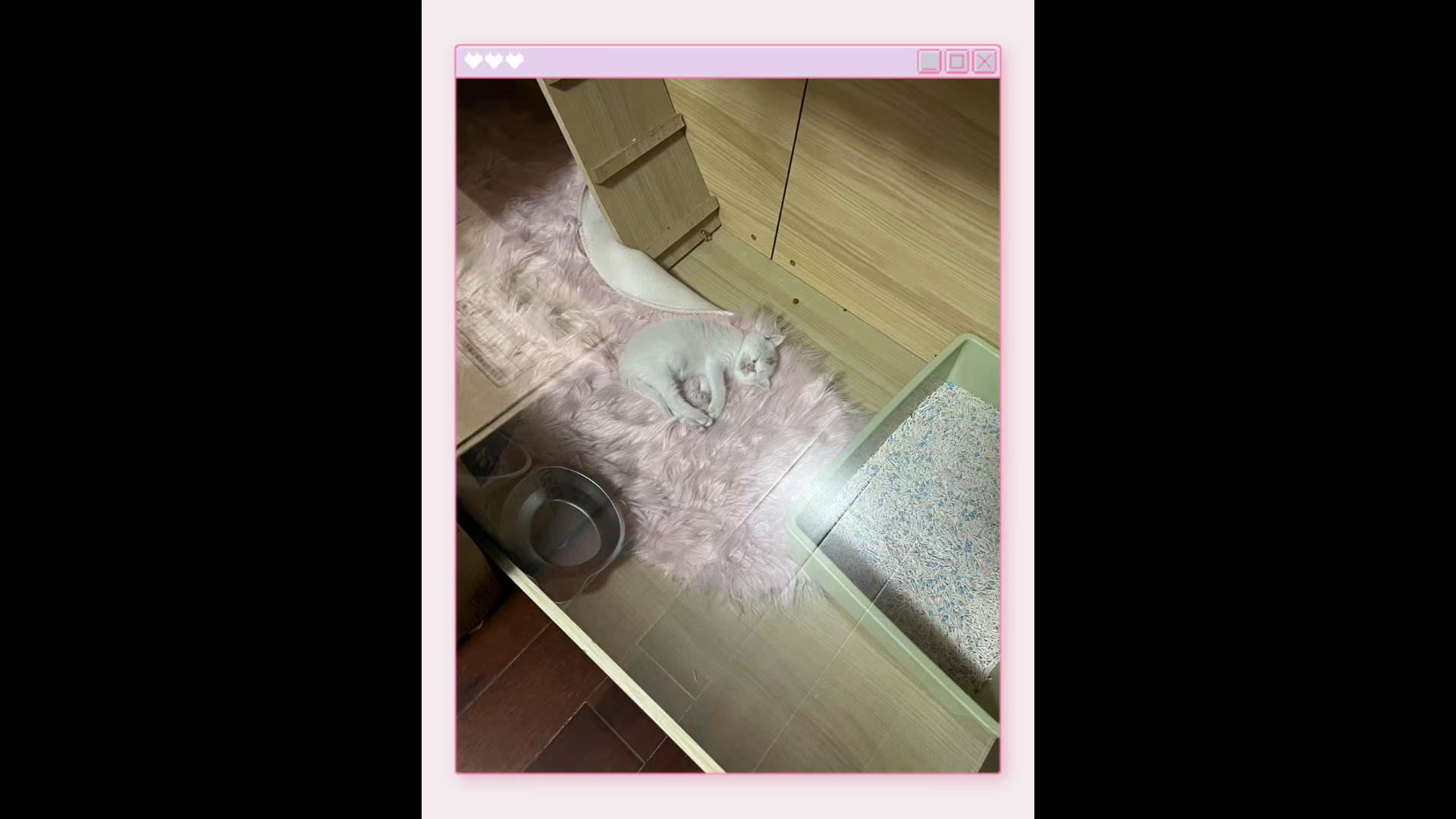 小猫奶的好朋友被领养走了，
