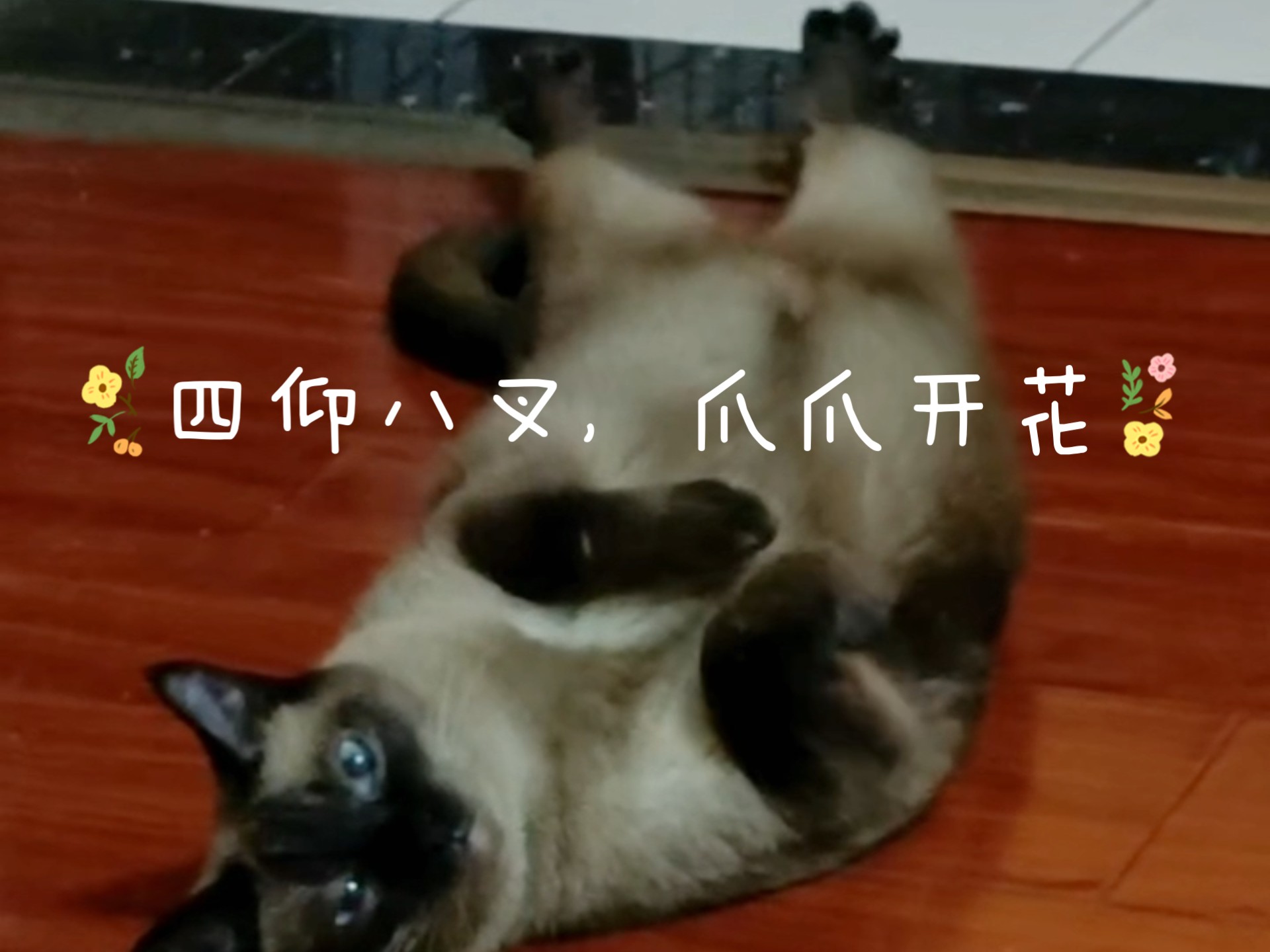 四仰八叉，爪爪开花