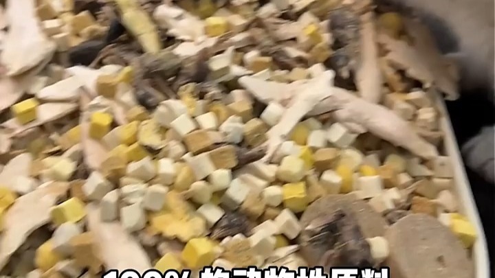 把我家猫咪吃的圆润又壮实！