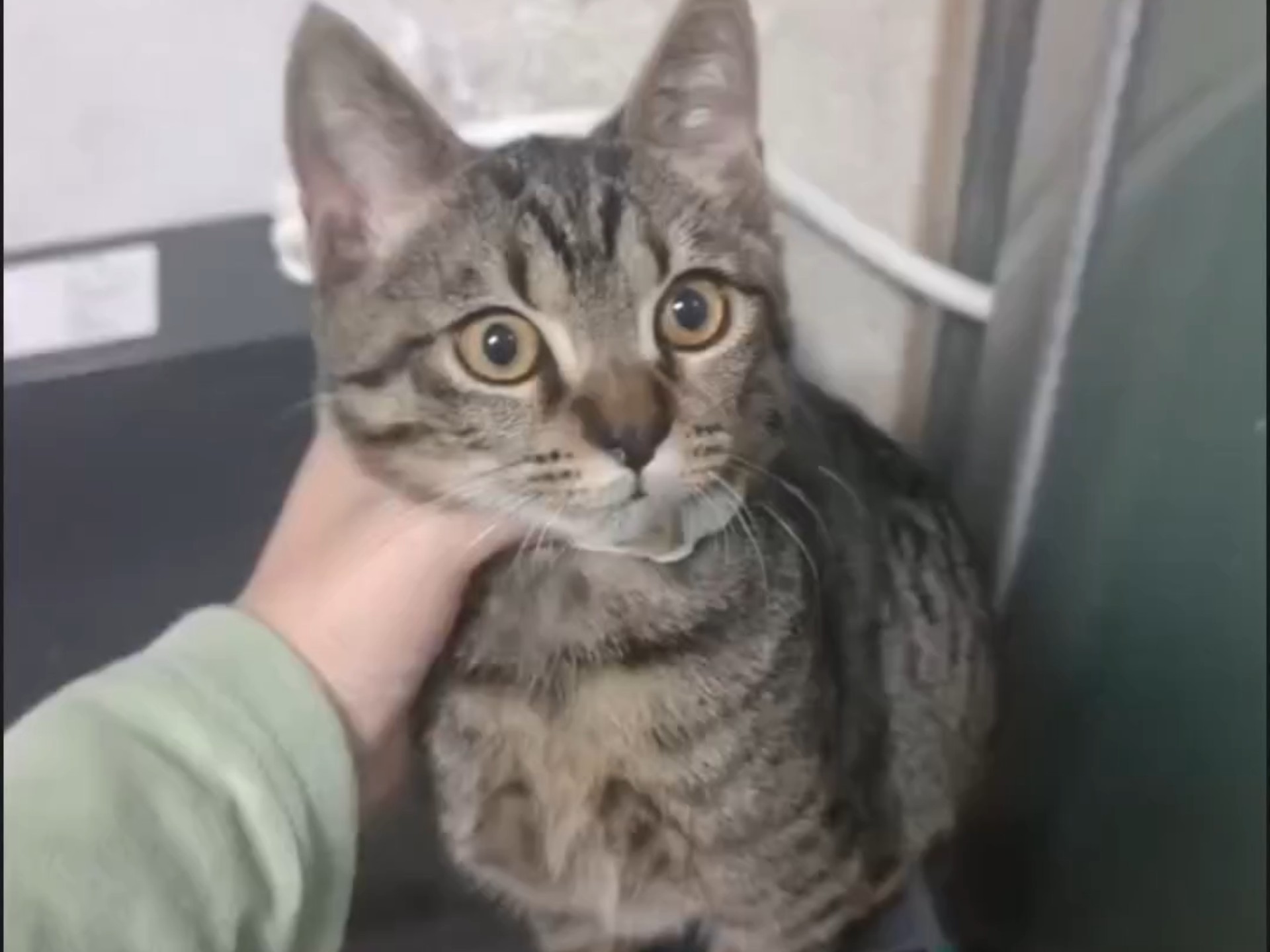 ”怎么都没想到，我会做你的小猫”
