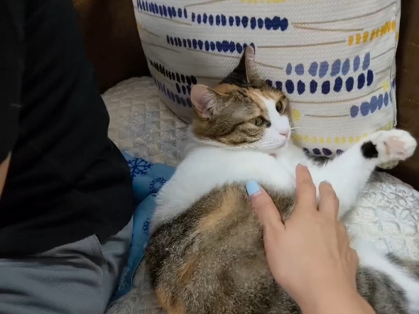 我家招财猫