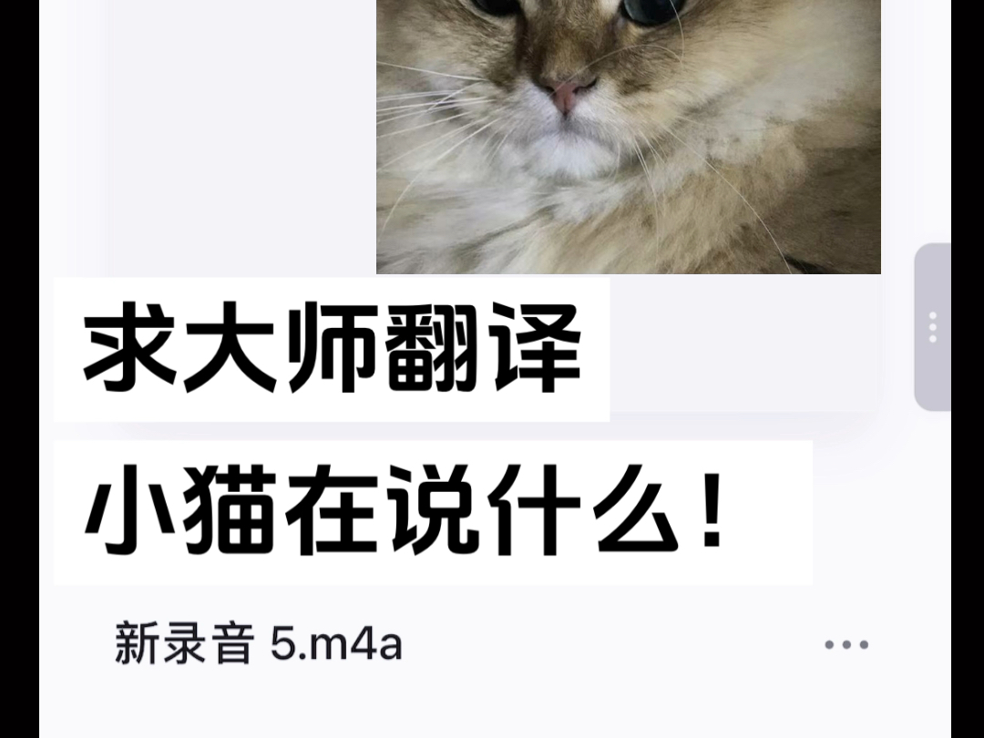 求猫语十级大师翻译猫猫在说什么！
