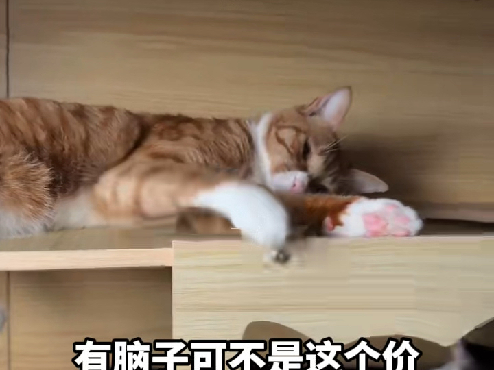 当家里有只犟种小猫时，你会发现…