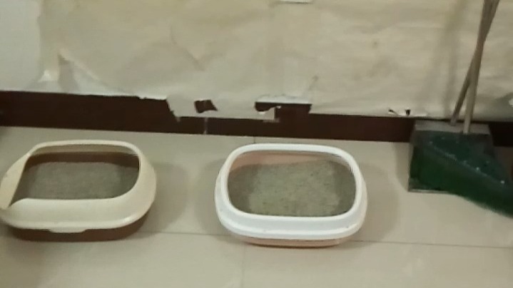 有肉，有猫粮，能吃多胖就吃多胖