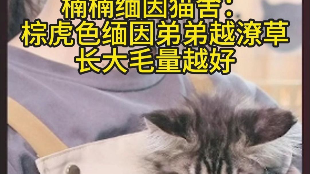 棕虎色缅因猫什么样子长大好看