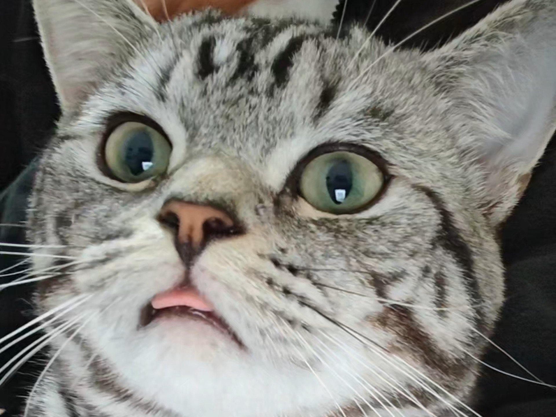 非要去玩手机的小猫咪