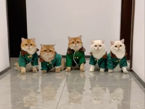 猫咪真的会说话呀