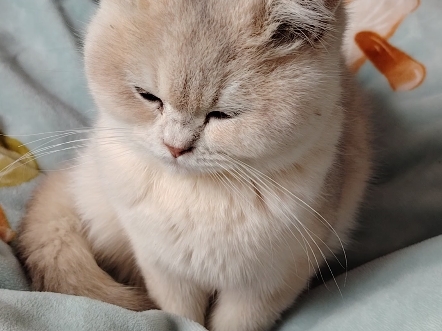 自己的猫看腻了，把你们的猫给我看下呗