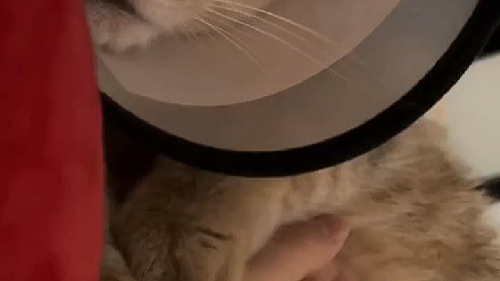 绝育猫咪用什么猫砂？高性价比推荐