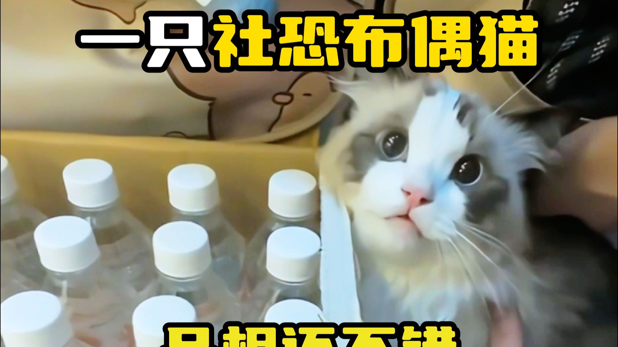 宠物托运一只社恐布偶猫
