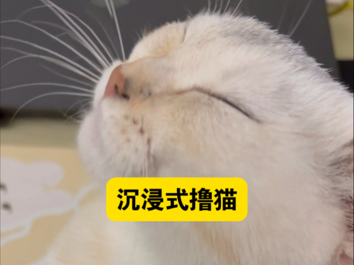 V8 嗷兄弟们！