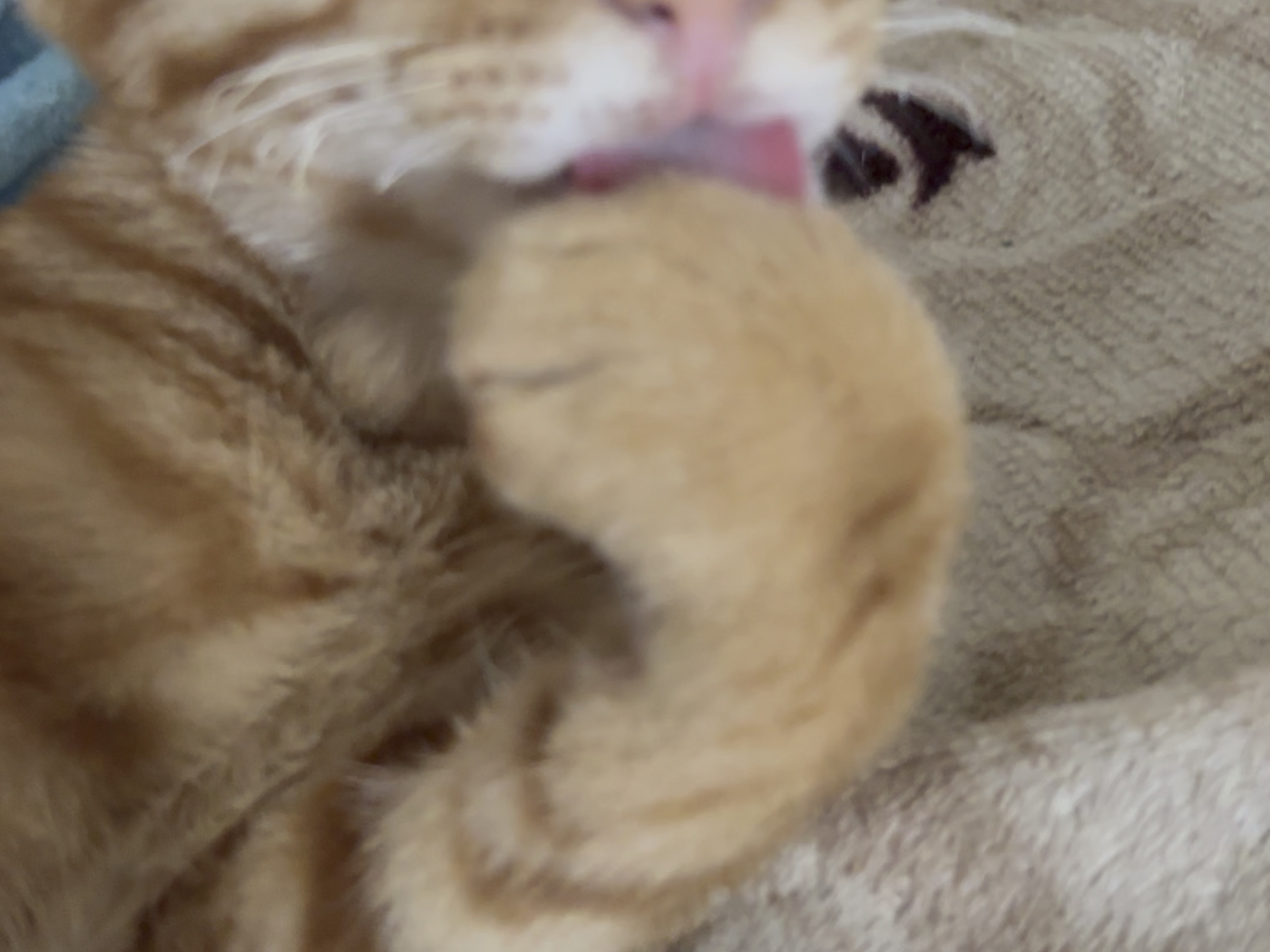 猫儿这个陶醉