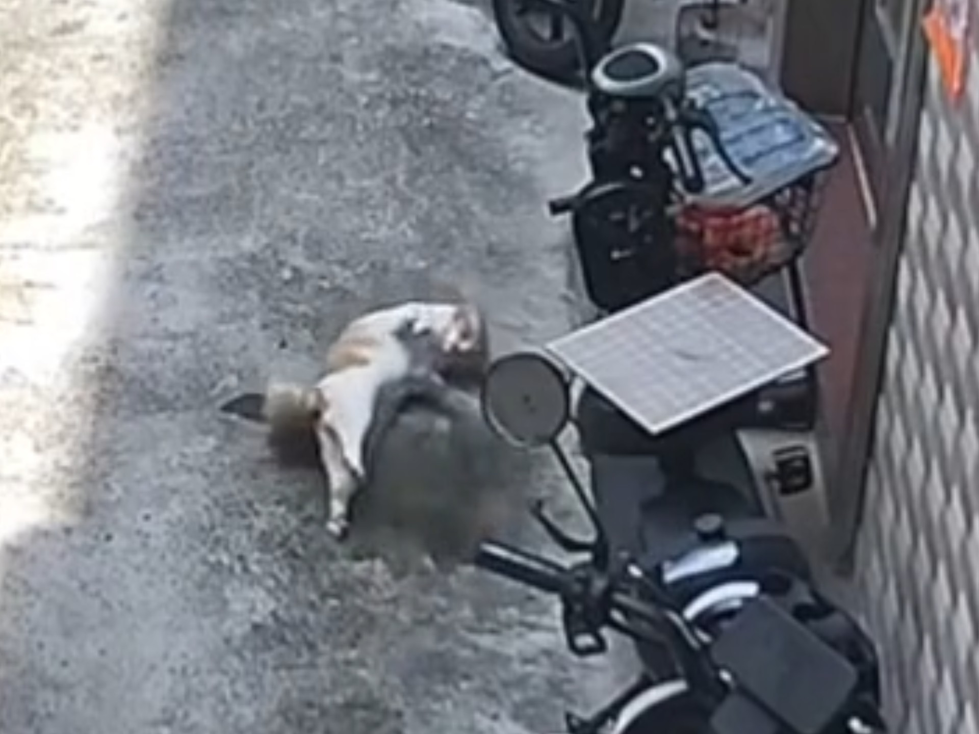 猫频道之咪咪伸懒腰睡着了？为什么会这样啊…