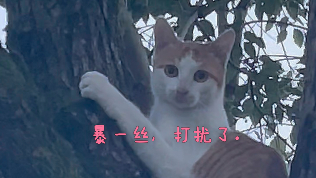 【有腐败的神奈君】最新视频来袭，快来看看吧！