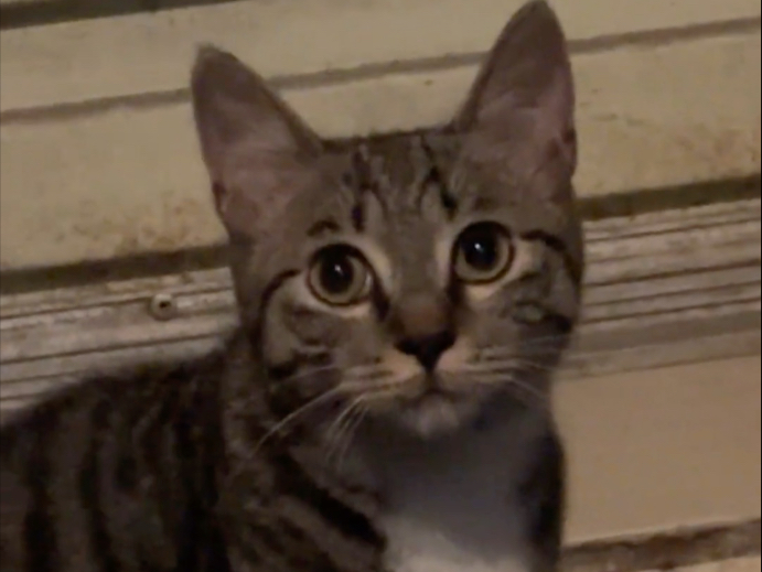 小猫咪应该是也有自己的心事吧