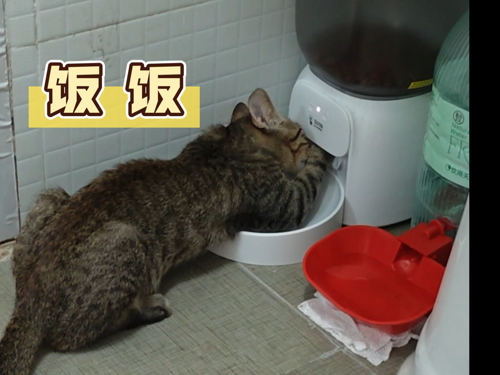 妈妈，饿饿，饭饭