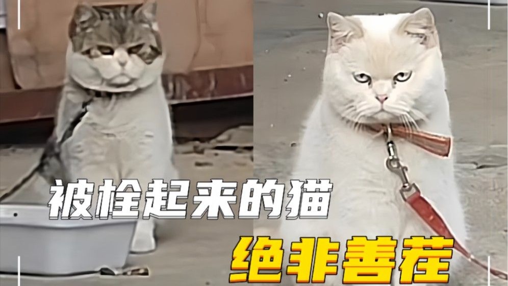 每一只被拴起来的猫都不是善茬，原因你懂的~