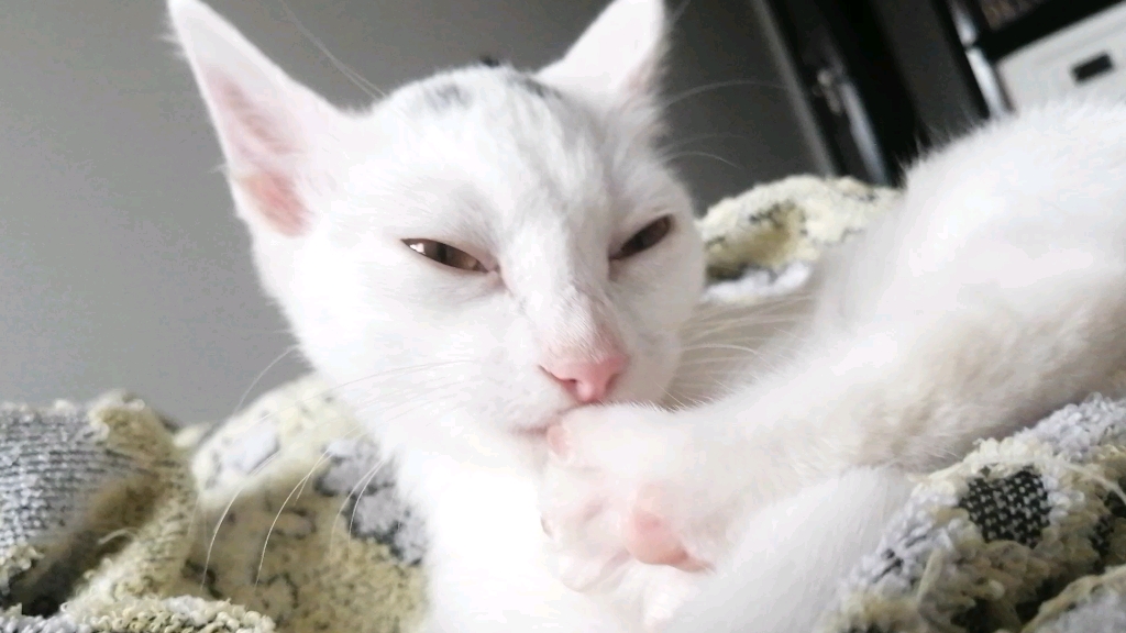 小凑猫的沉浸式舔毛╭(ᵔ_u003Eᵔ)╮