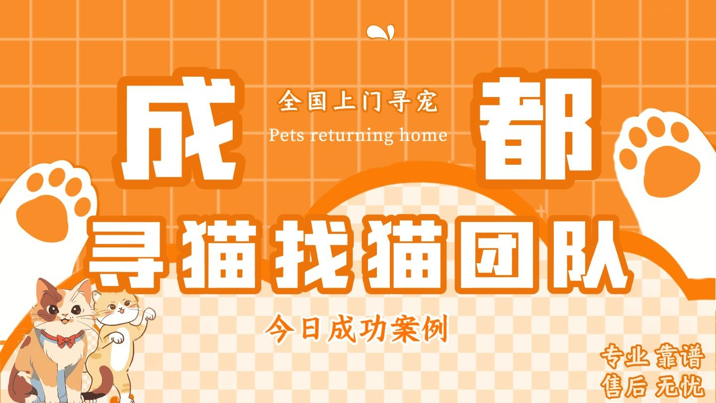 成都寻猫找猫团队  真实的成功案例