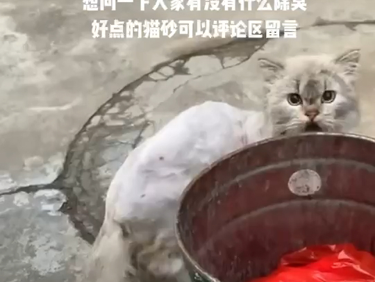到底有没有不臭的猫砂啊！