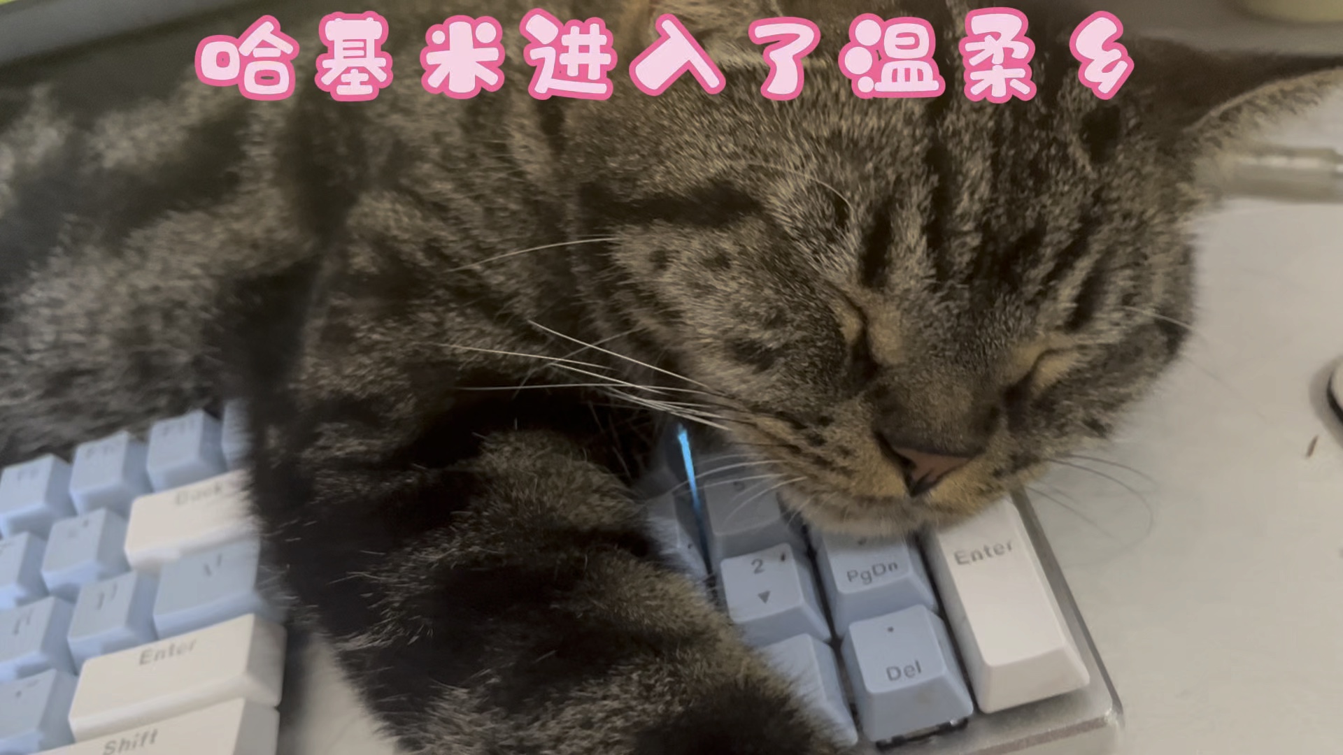 哈基米进入了温柔乡